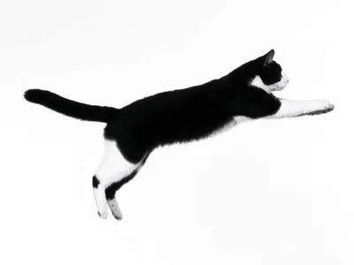 черно белый кот отдыхает перед скалами, черно белая кошка отдыхает на  гравии, Hd фотография фото, кошка фон картинки и Фото для бесплатной  загрузки