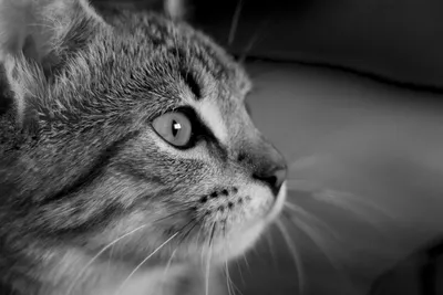 Черно белый пушистый кот - картинки и фото koshka.top