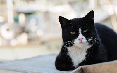 черно белый кот лежит на черном фоне, смокинг картинки, кошка, домашний  питомец фон картинки и Фото для бесплатной загрузки