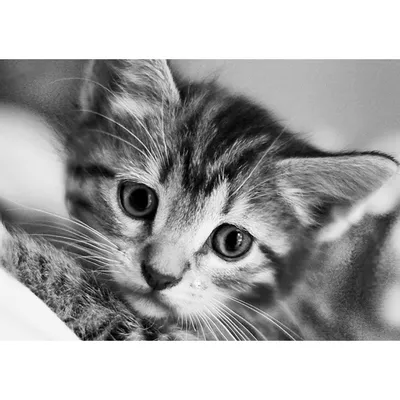 черно-белый кот :: CHORU_P :: котэ (прикольные картинки с кошками) /  смешные картинки и другие приколы: комиксы, гиф анимация, видео, лучший  интеллектуальный юмор.