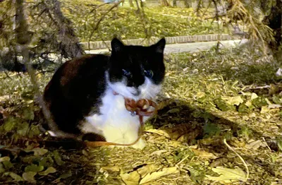 Картинка Черно-белый кот » Черно-белые » Картинки 24 - скачать картинки  бесплатно