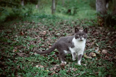 Черно белый кот рисунок - 86 фото