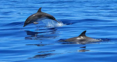 Черноморские дельфины фото 
