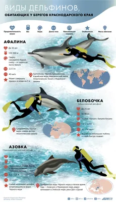 Черноморский дельфин (39 фото) - 39 фото