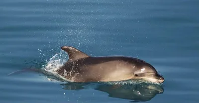 Черноморские дельфины помогут решить экологические проблемы - KP.RU