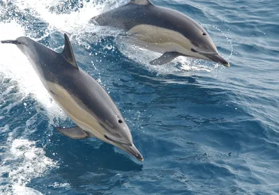 В Азовском море ожидают появления черноморских дельфинов - «Экология России»