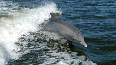 Проблемы сохранения дельфинов Черного моря