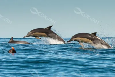 Браконьерство или Керченский мост? От чего гибнут черноморские дельфины