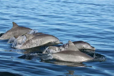 Дельфины - самые крупные и необычные представители китообразных» — создано  в Шедевруме