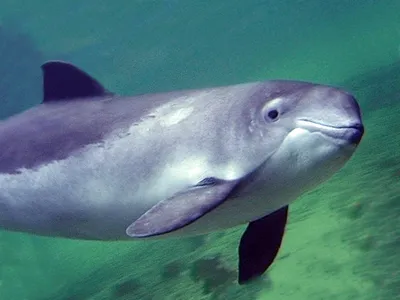 Дельфины на Кубани стали чаще гибнуть от интоксикации из-за загрязнений  Черного моря - Рамблер/новости