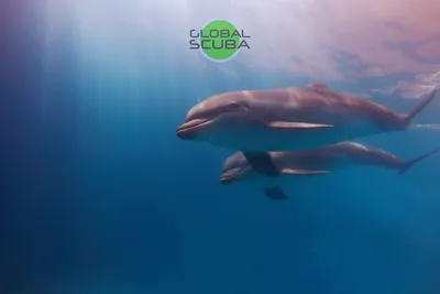 Дельфин морская свинья