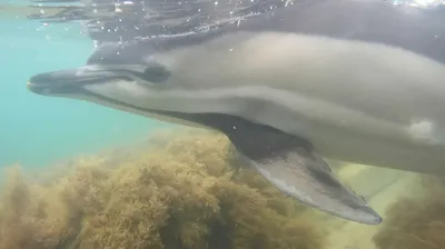 Роснефть» профинансирует изучение черноморских дельфинов - Ведомости