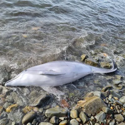Более 900 дельфинов погибли в Черном море в результате войны