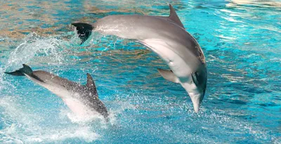 Дельфины и морские котики могут представлять военную опасность\" –  Коммерсантъ FM – Коммерсантъ