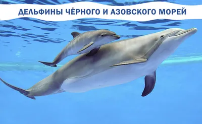 Как помогают дельфинам на Черноморском побережье?