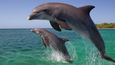 [81+] Черноморские дельфины фото фото