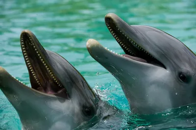 19 дельфинов выбросились на черноморский берег Грузии: новости, грузия,  дельфины, инцидент, общество