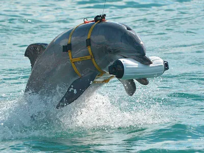 Российская война убивает дельфинов: ученые ужаснули выводами — УНИАН