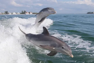 Черноморские дельфины потянулись к Крымскому мосту - МК на Кубани