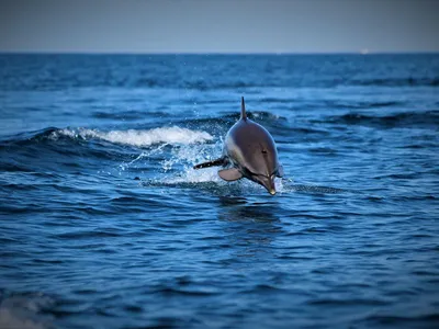 Туш становилось все больше» В Черном море массово гибнут дельфины. Как две  москвички нашли способ спасти их?: Люди: Моя страна: Lenta.ru