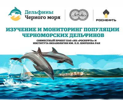 Жертвами войны в Украине становятся черноморские дельфины | Euronews