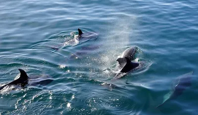Черноморские дельфины сотнями выбрасываются на берег: Эксперты  предупреждают о риске потерять краснокнижные виды