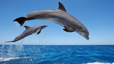 Океанолог: боевые дельфины способны охранять Севастопольскую бухту —  23.10.2022 — В России на РЕН ТВ