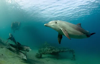 Ученые рассказали о первых итогах изучения дельфинов Черного моря - МК