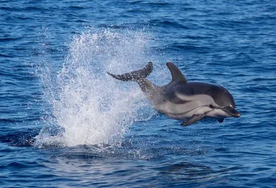 Картинки на тему #дельфин - в Шедевруме
