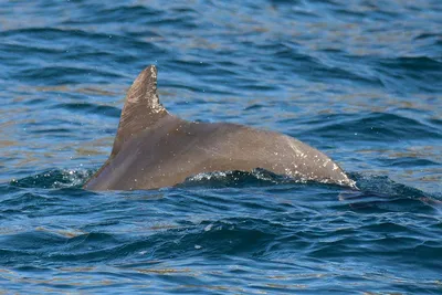 Черноморские дельфины - почему млекопитающие не уплывают из токсичного  Черного моря в другие акватории | Океан жизни | Дзен