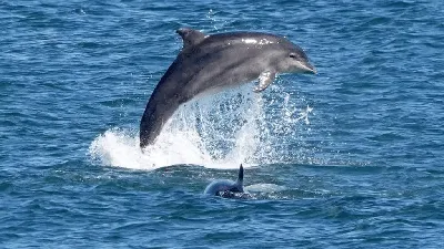 Считать, чтобы спасать. Почему гибнут черноморские дельфины и что может им  помочь