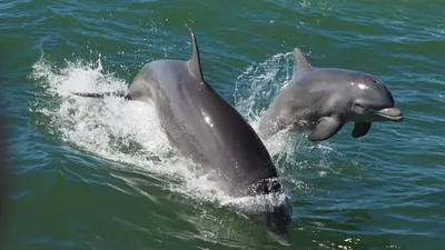 Мораторий на вылов камбалы могут ввести в Черном море для спасения дельфинов  - Российская газета