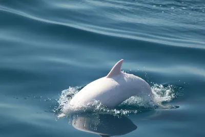 Черноморские дельфины и их привычки | Домашний турист | Дзен