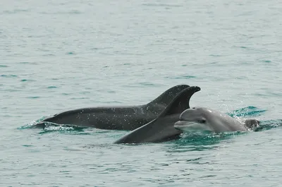 Где рассмешить дельфинов и похихикать с морскими котиками в Чебоксарах?