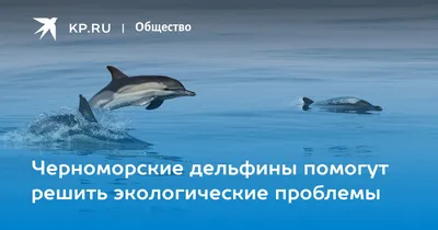 Самый большой дельфин черного моря - 61 фото