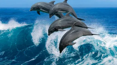 Черноморские дельфины - почему млекопитающие не уплывают из токсичного  Черного моря в другие акватории | Океан жизни | Дзен