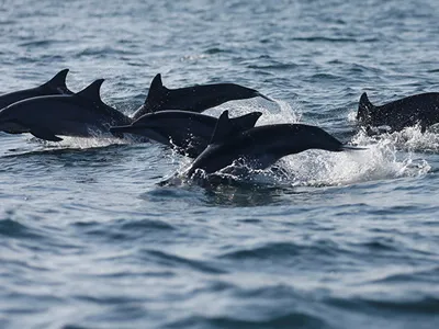 Дельфины напали на людей и переломали одному из них кости