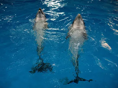 Ученые посчитали дельфинов в Черном море | GreenPost