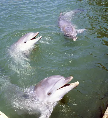 Черноморские дельфины показали шоу «Пираты Карибского моря» для 800  детей-сирот — Амурская правда, новости Благовещенска и Амурской области