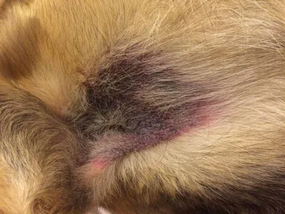 Что могут означать черные пятна на участках кожи на животе у собак