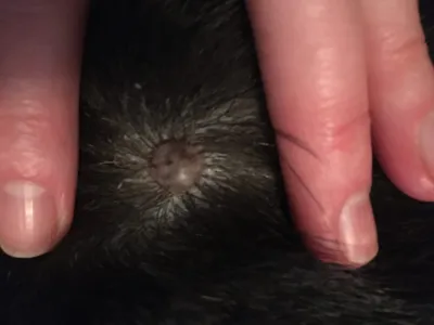 Мужчина собаки 1 мопса брюзгливый, страдающих от кожного заболевания есть черные  пятна на коже Стоковое Фото - изображение насчитывающей кот, мопс: 211371404