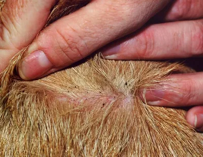 Опухоли кожи у собак: симптомы, диагностика и лечение