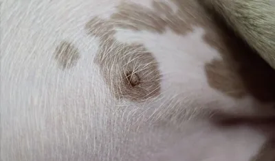 Гиперпигментация кожи у собак и шерсти - Syndrome-Kushinga
