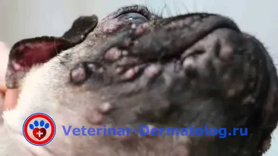 Черные пятна на коже у собаки: причины и эффективное лечение