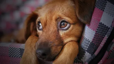 Красные пятна на животе у собаки - «Айболит Плюс» - сеть ветеринарных клиник