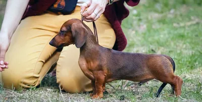 Такса (Dachshund) - собака невероятно милая и душевная. Описание, фото,  отзывы о породе.