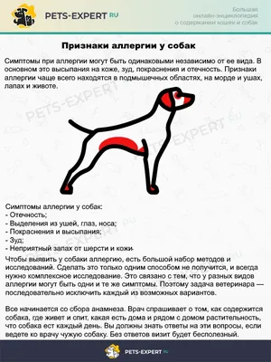 Чёрный акантоз у собак: лечение, симптомы с фото