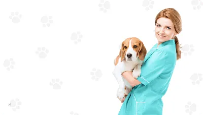 Черный акантоз у собак, причины, симптомы и лечение в домашних условиях,  похожие заболевания