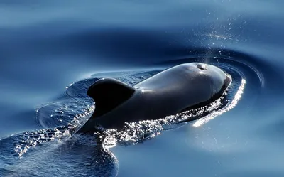Чёрный дельфин» — создано в Шедевруме