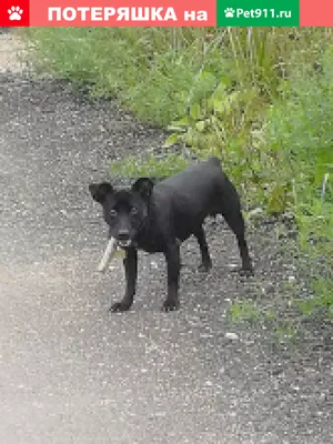 Пропала собака Черный на Машиностроительной улице | Pet911.ru